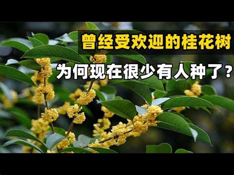 桂花擺放位置